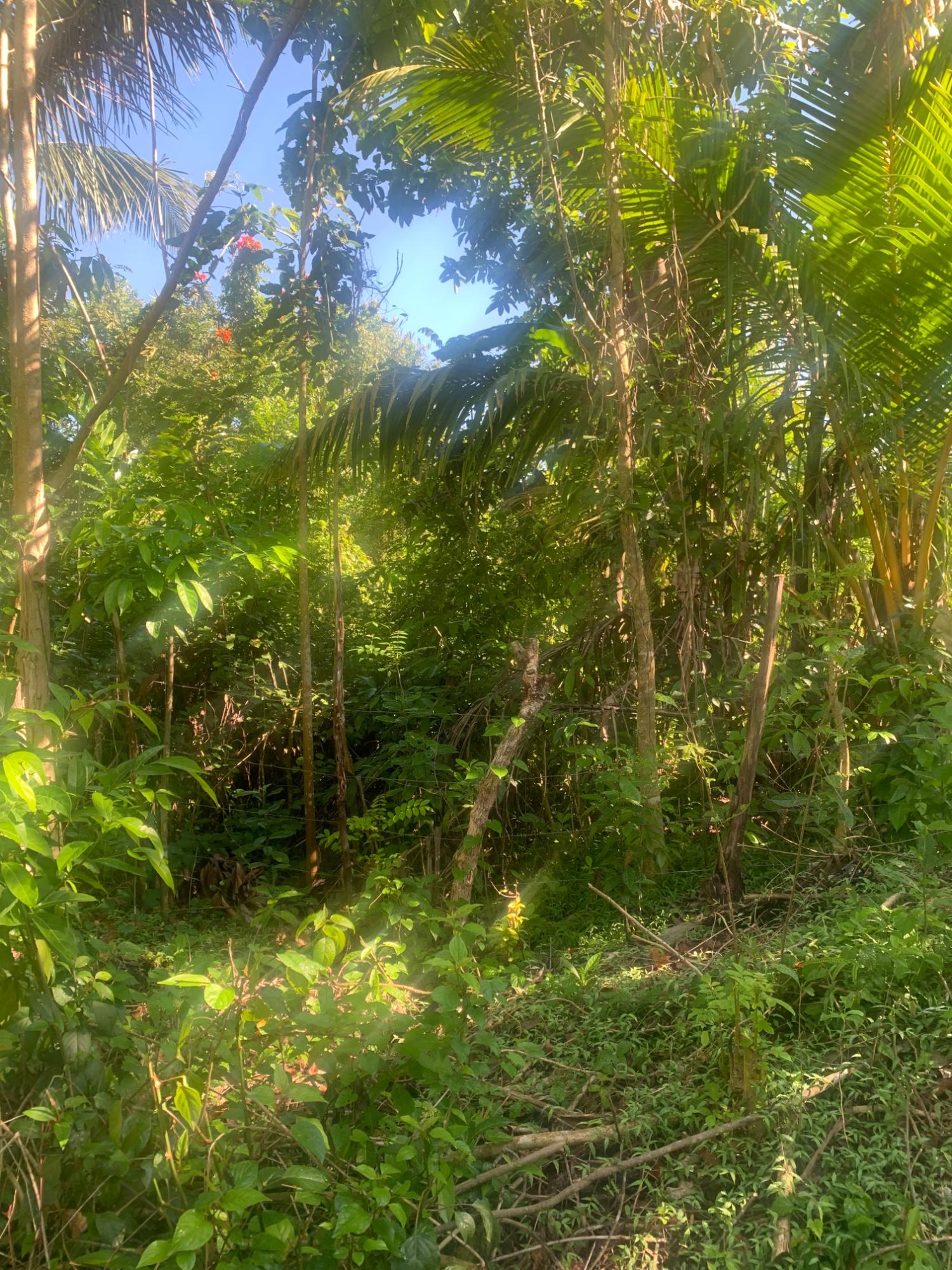 Fourth image of a6 Part of Ramble Pen, Hanov in Ramble, Hanover, Jamaica - property is For Sale