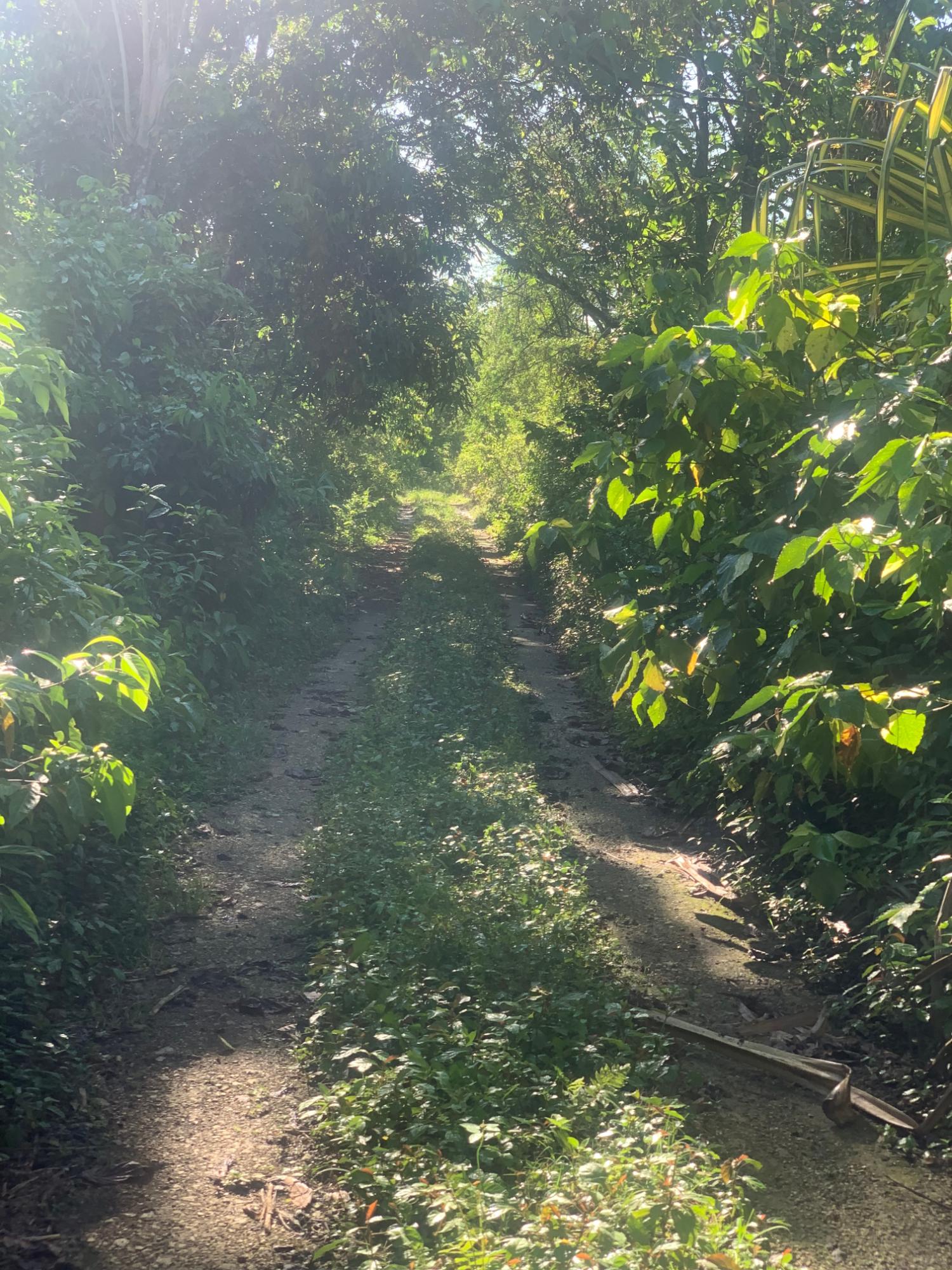 Fifth image of a6 Part of Ramble Pen, Hanov in Ramble, Hanover, Jamaica - property is For Sale