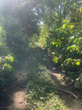 Fifth image of a6 Part of Ramble Pen, Hanov in Ramble, Hanover, Jamaica - property is For Sale