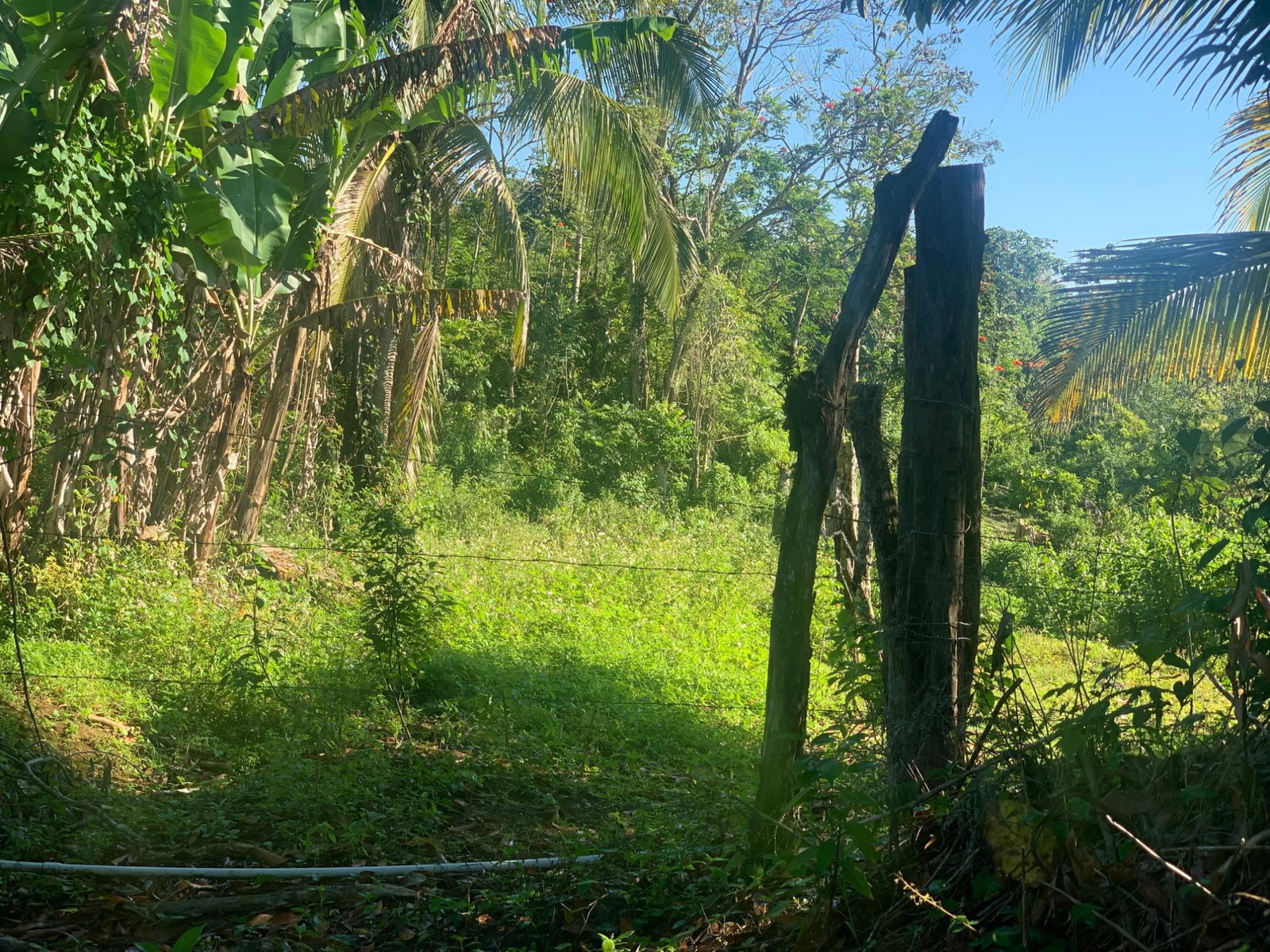 Sixth image of a6 Part of Ramble Pen, Hanov in Ramble, Hanover, Jamaica - property is For Sale