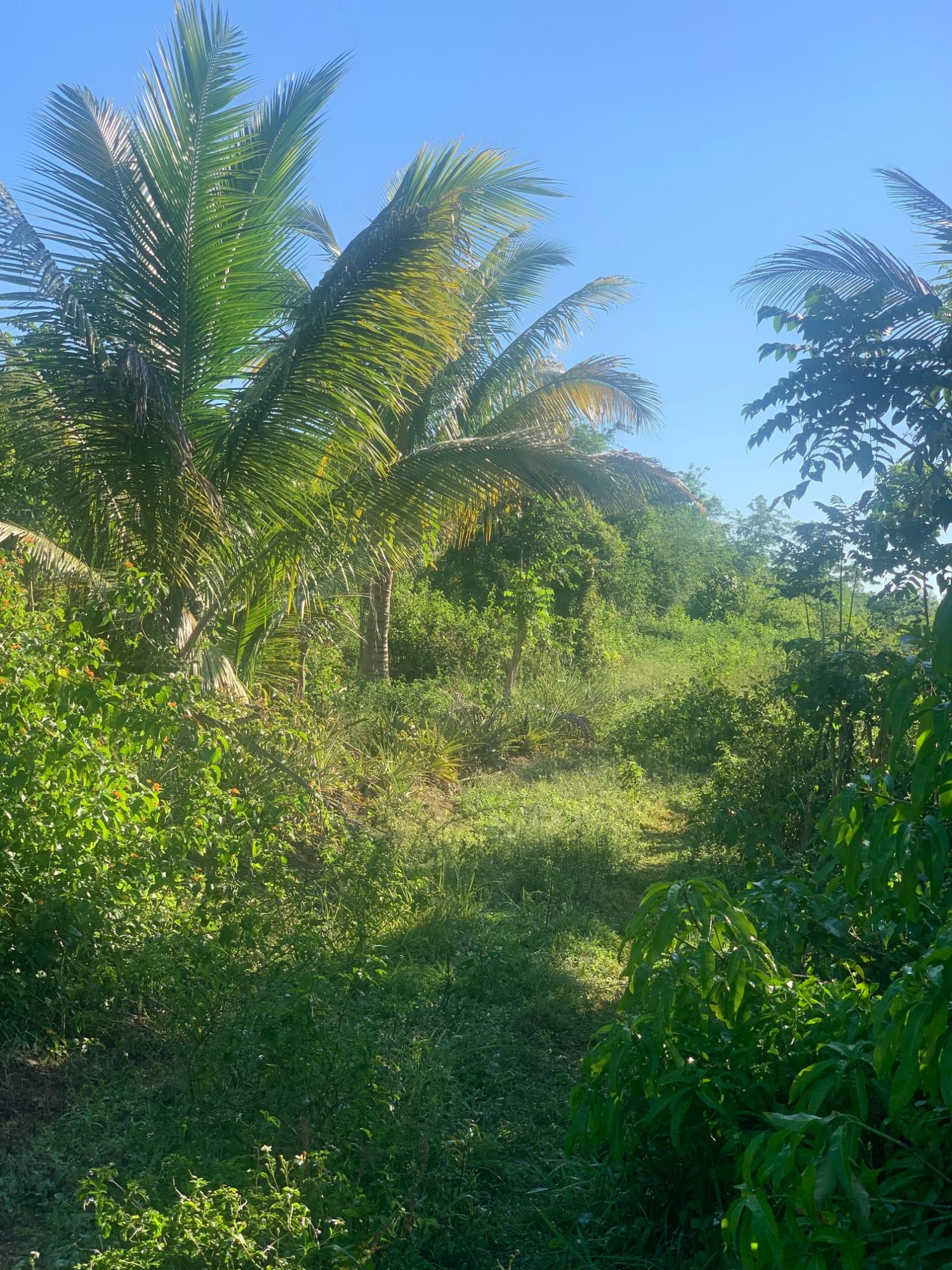 Seventh image of a6 Part of Ramble Pen, Hanov in Ramble, Hanover, Jamaica - property is For Sale