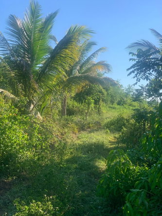 Seventh image of a6 Part of Ramble Pen, Hanov in Ramble, Hanover, Jamaica - property is For Sale