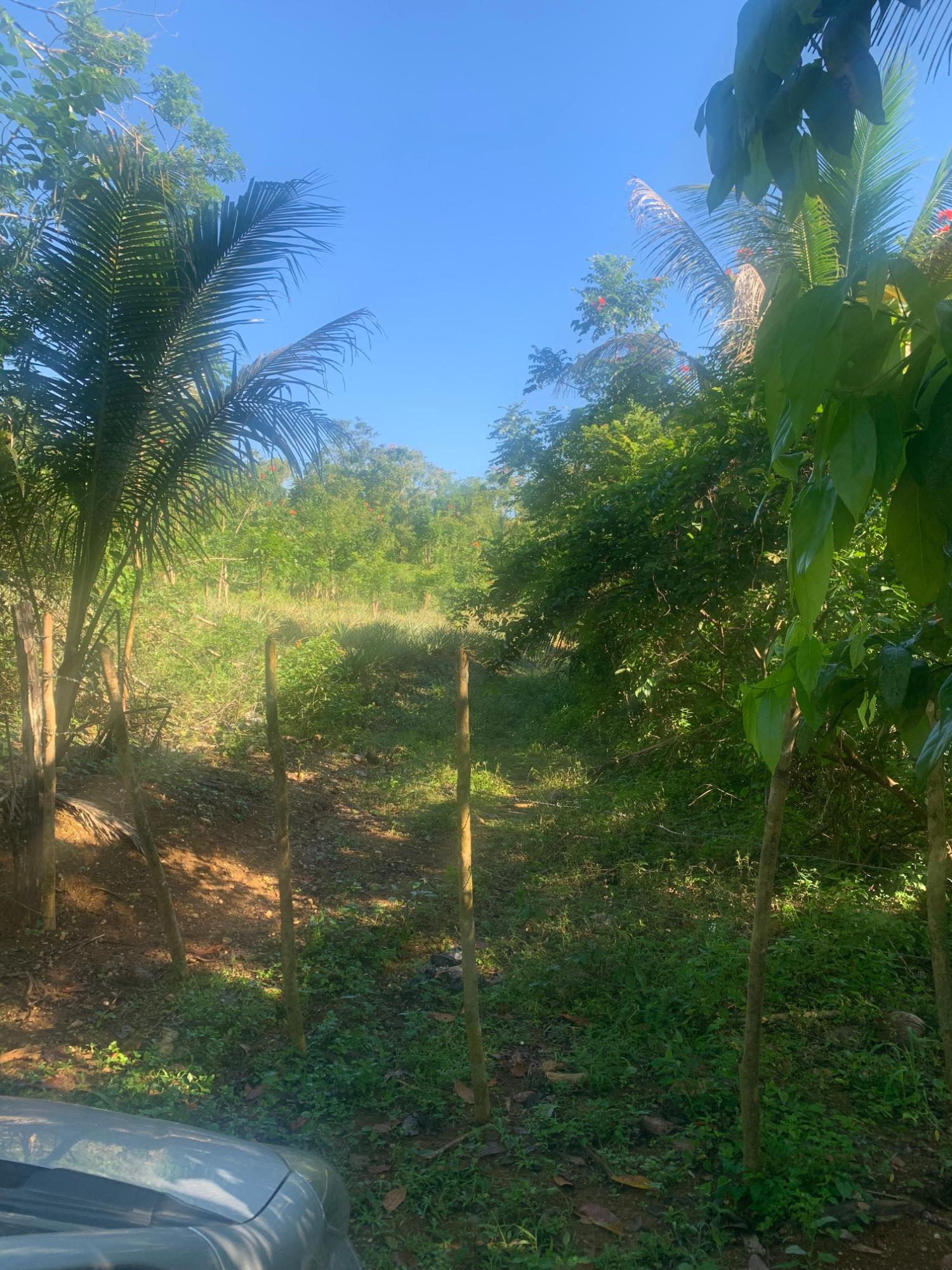 Eighth image of a6 Part of Ramble Pen, Hanov in Ramble, Hanover, Jamaica - property is For Sale