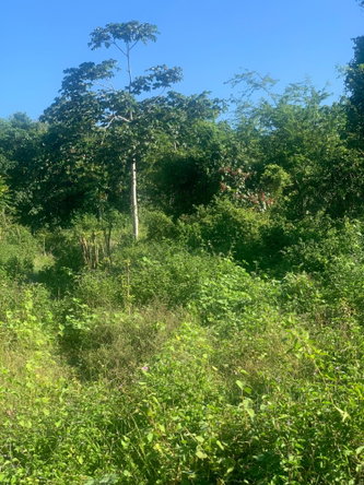 Ninth image of a6 Part of Ramble Pen, Hanov in Ramble, Hanover, Jamaica - property is For Sale