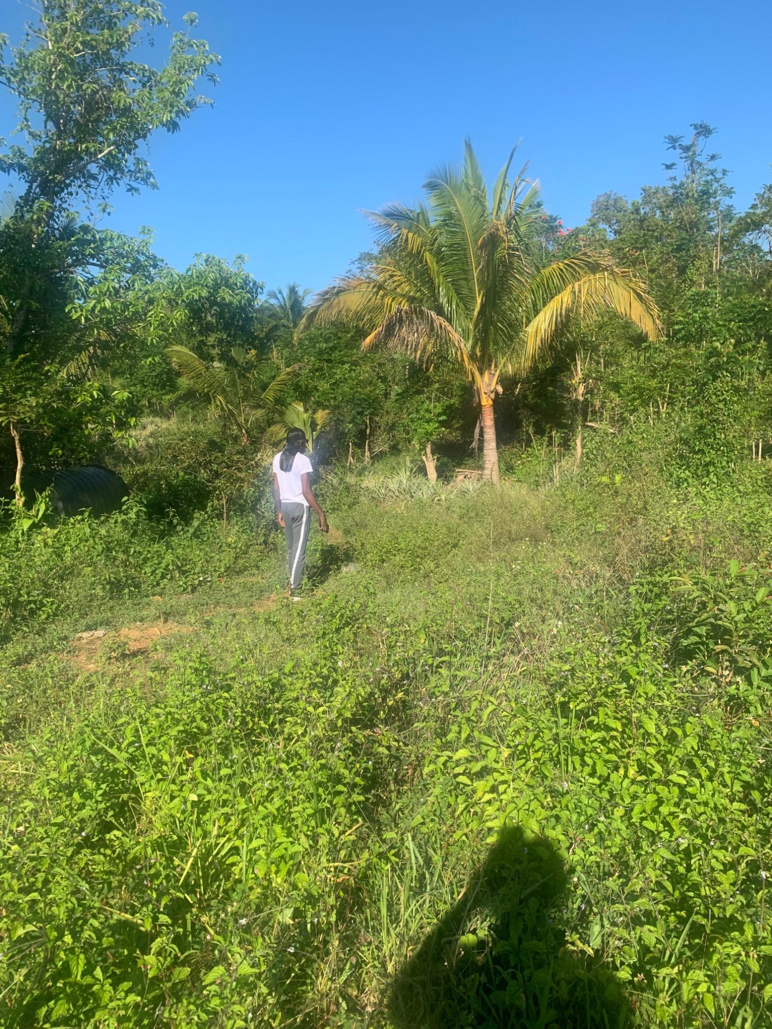 Tenth image of a6 Part of Ramble Pen, Hanov in Ramble, Hanover, Jamaica - property is For Sale