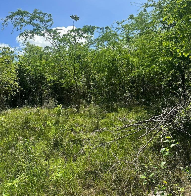 Fourth image of 234 Goshen st Elizabeth in Goshen, St. Elizabeth, Jamaica - property is For Sale
