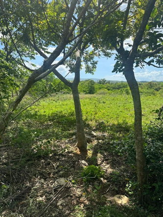 Sixth image of 234 Goshen st Elizabeth in Goshen, St. Elizabeth, Jamaica - property is For Sale
