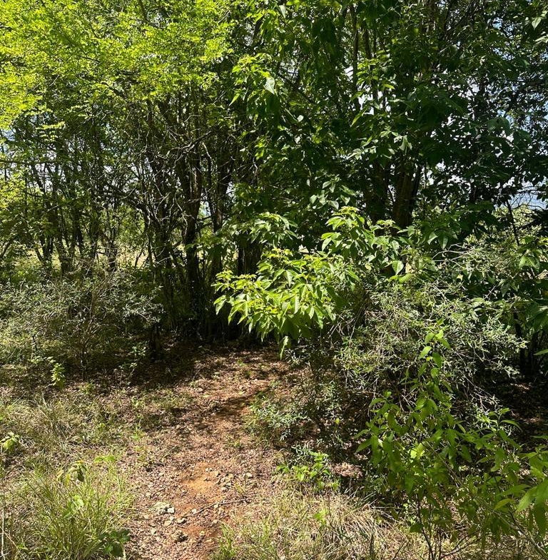 Seventh image of 234 Goshen st Elizabeth in Goshen, St. Elizabeth, Jamaica - property is For Sale