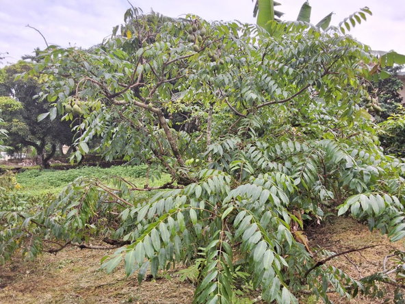 Eleventh image of 9 Dolphin Bay in Port Antonio, Portland, Jamaica - property is For Sale