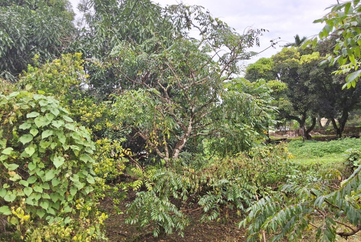 Sixth image of 9 Dolphin Bay in Port Antonio, Portland, Jamaica - property is For Sale