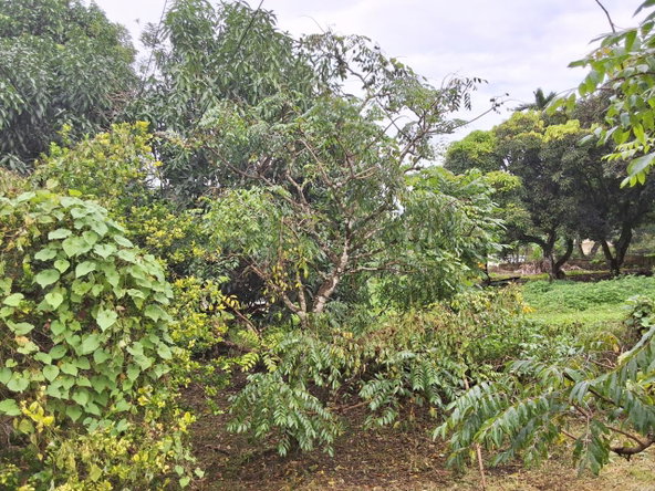 Sixth image of 9 Dolphin Bay in Port Antonio, Portland, Jamaica - property is For Sale