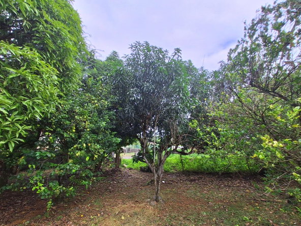 Eighth image of 9 Dolphin Bay in Port Antonio, Portland, Jamaica - property is For Sale