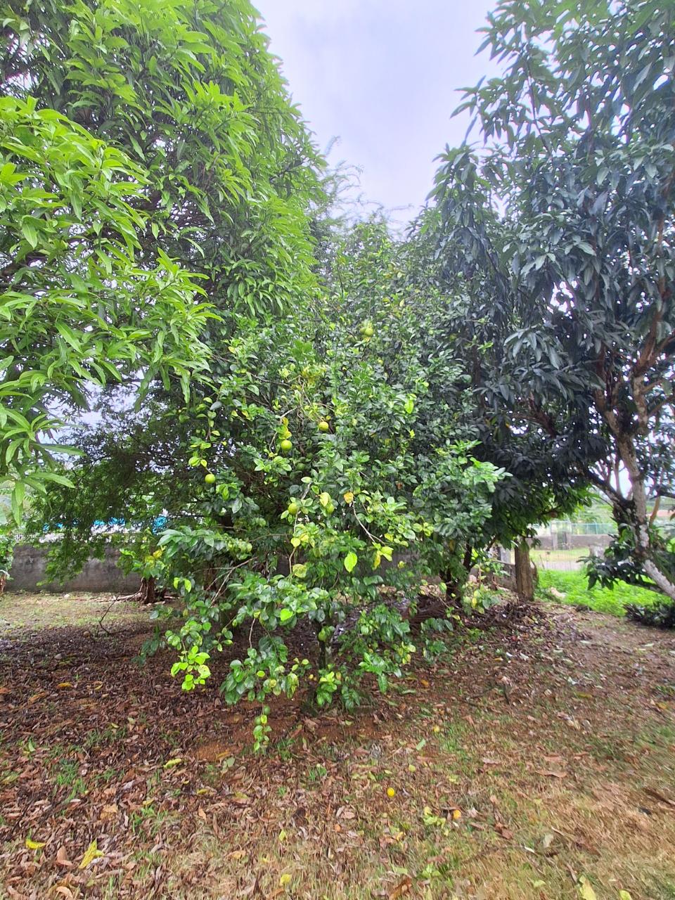 Ninth image of 9 Dolphin Bay in Port Antonio, Portland, Jamaica - property is For Sale