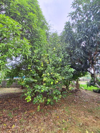 Ninth image of 9 Dolphin Bay in Port Antonio, Portland, Jamaica - property is For Sale