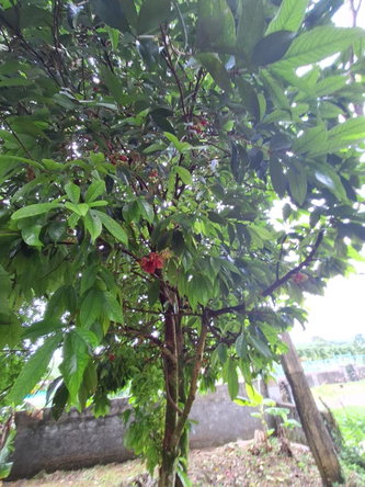 Tenth image of 9 Dolphin Bay in Port Antonio, Portland, Jamaica - property is For Sale