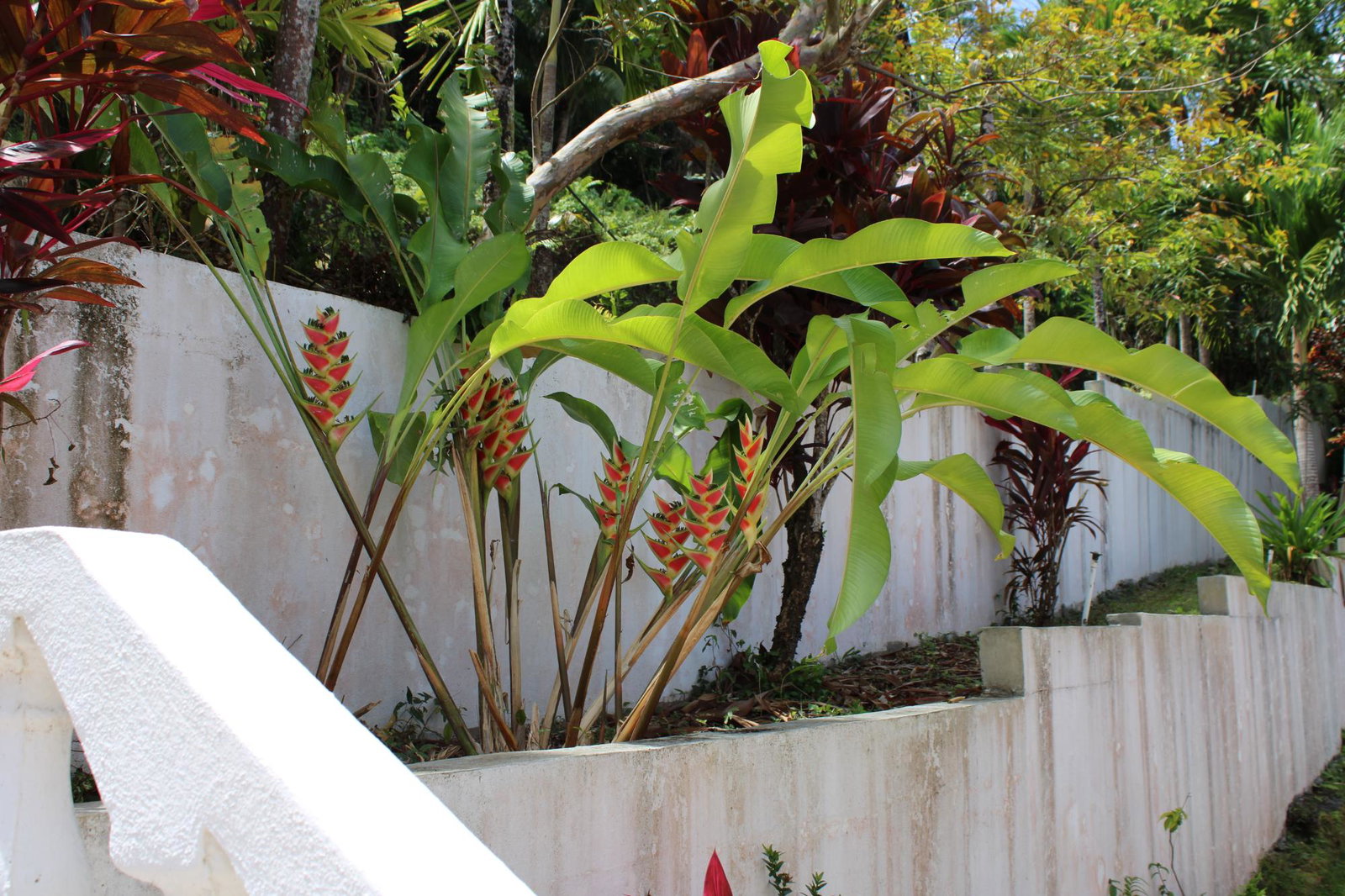 Twenty-First image of 9 Harmony Heights in Boston, Portland, Jamaica - property is For Sale