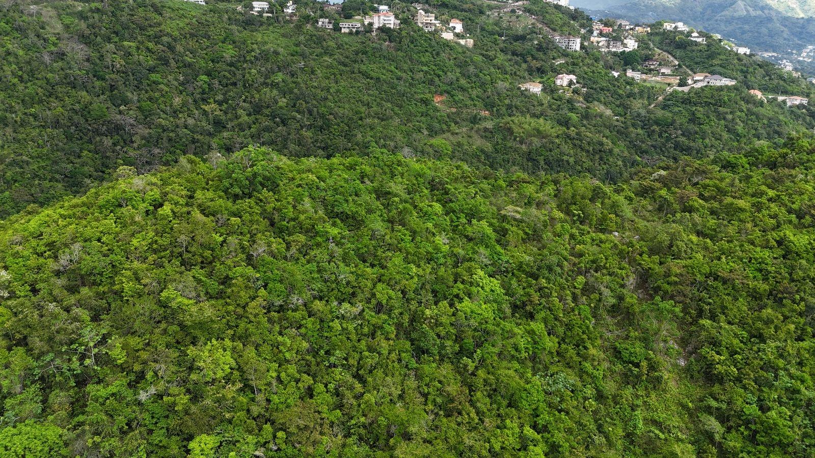 7.25-Acre-Residential-Development-Land-for-Sale-in-Maverley-Mountain-St.-Andrew-Jamaica Eighth image of Maverley Mountain, Red h in Red Hills, St. Andrew, Jamaica - property is For Sale