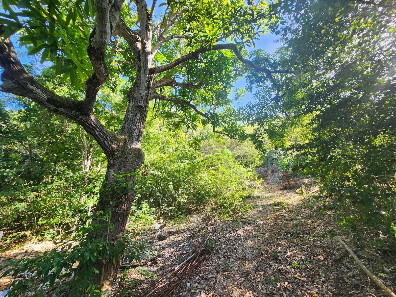 7.3-Acres-Residential-Development-Land-for-Sale-in-Halls-Delight-St.-Andrew-Jamaica Eleventh image of Halls Delights in Dallas P.O., St. Andrew, Jamaica - property is For Sale