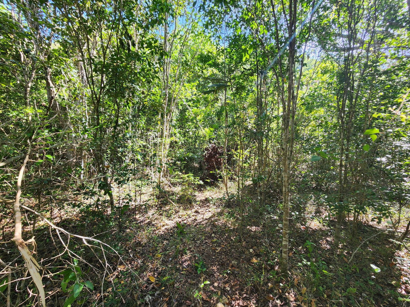 7.3-Acres-Residential-Development-Land-for-Sale-in-Halls-Delight-St.-Andrew-Jamaica Tenth image of Halls Delights in Dallas P.O., St. Andrew, Jamaica - property is For Sale