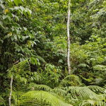 First image of Cambridge in Nonsuch, Portland, Jamaica - property is For Sale