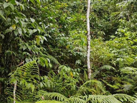 First image of Cambridge in Nonsuch, Portland, Jamaica - property is For Sale