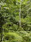 First image of Cambridge in Nonsuch, Portland, Jamaica - property is For Sale