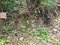 First image of 36- Sligoville Main Road in Sligoville, St. Catherine, Jamaica - property is For Sale