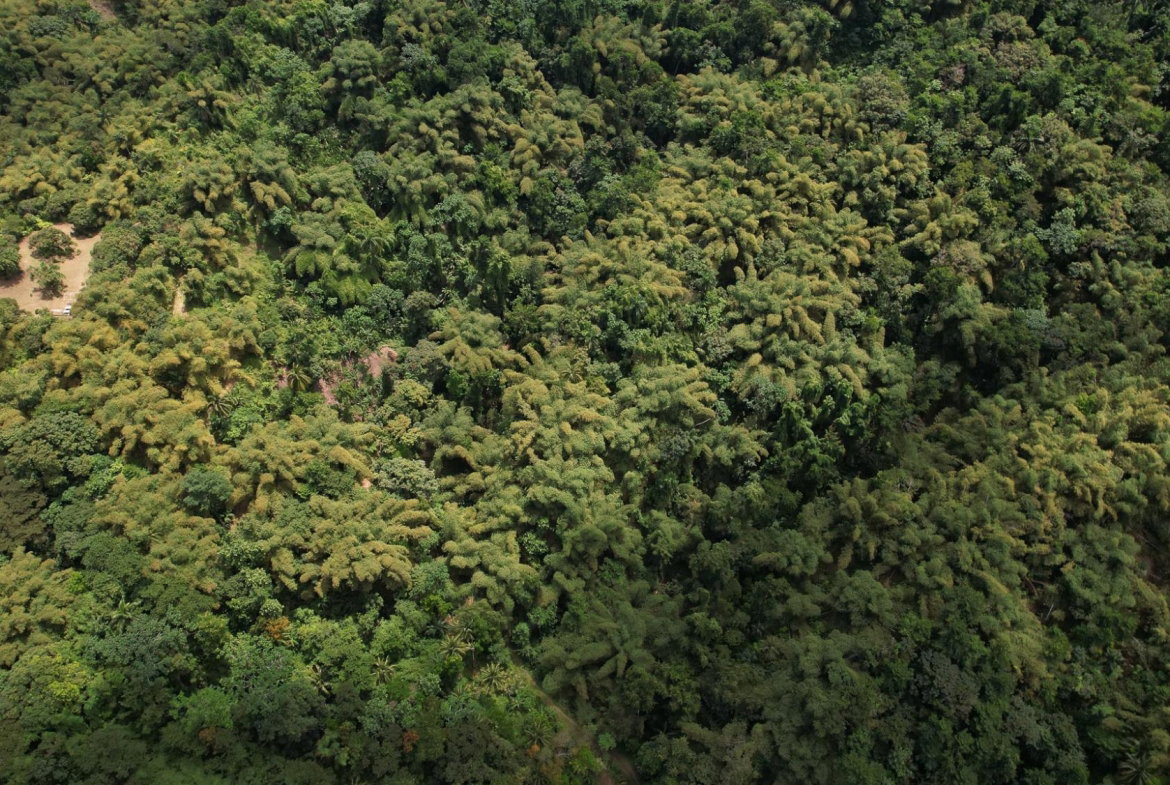 Twelfth image of Boundbrook in Boundbrook, Portland, Jamaica - property is For Sale
