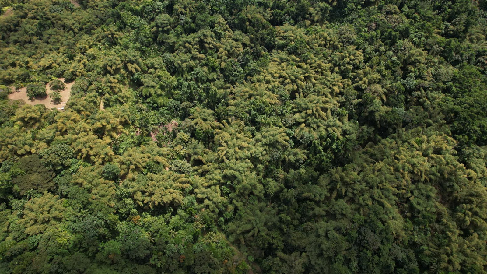Twelfth image of Boundbrook in Boundbrook, Portland, Jamaica - property is For Sale