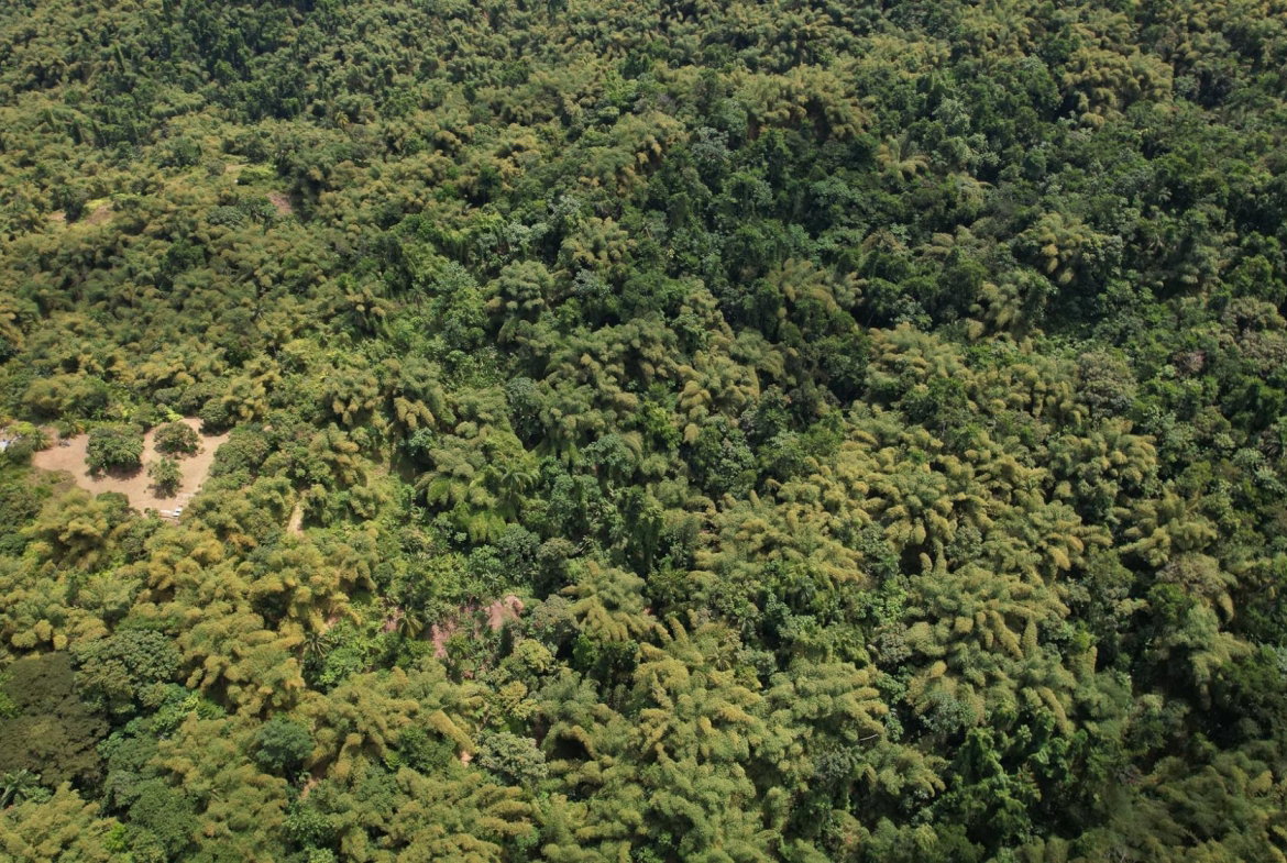 Thirteenth image of Boundbrook in Boundbrook, Portland, Jamaica - property is For Sale