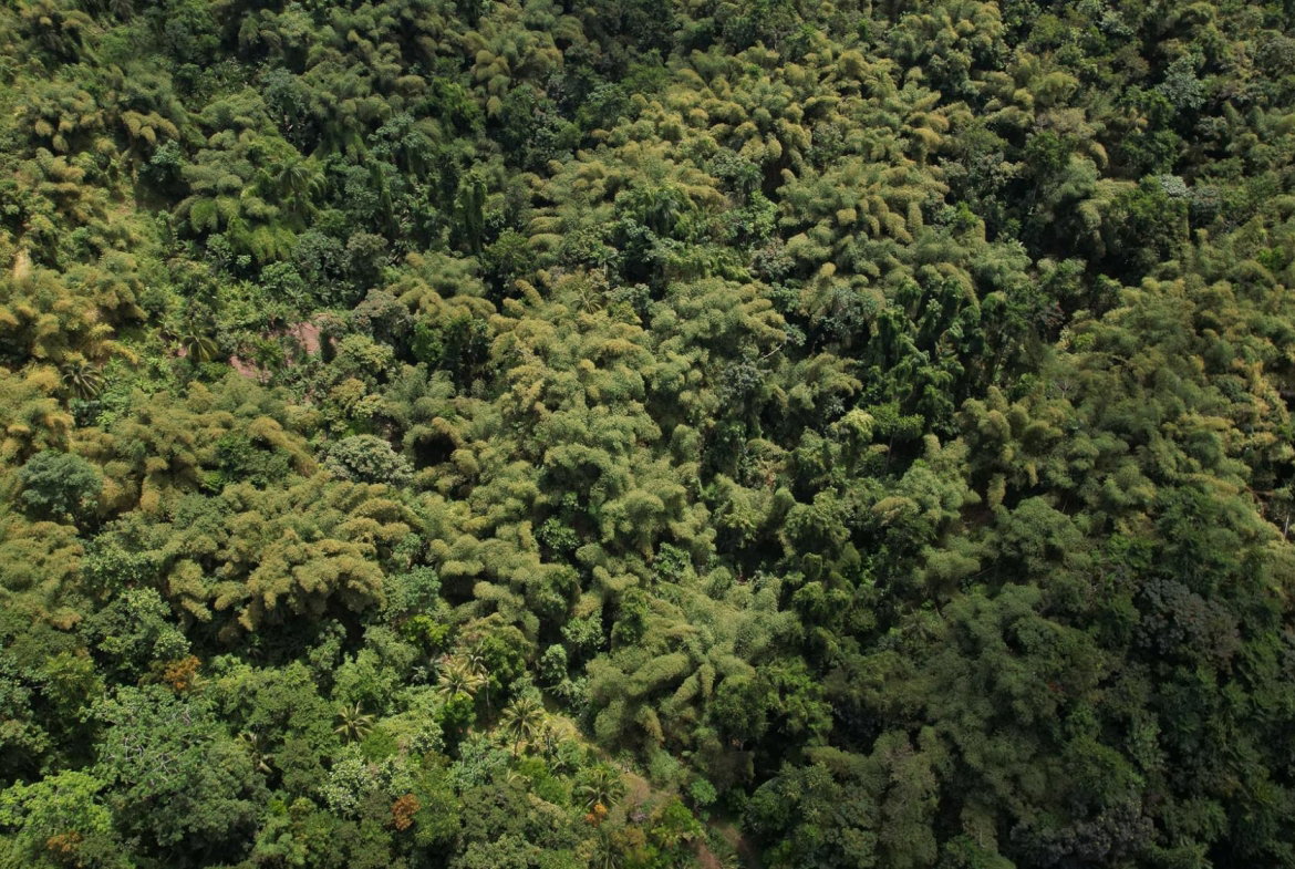 Fourteenth image of Boundbrook in Boundbrook, Portland, Jamaica - property is For Sale