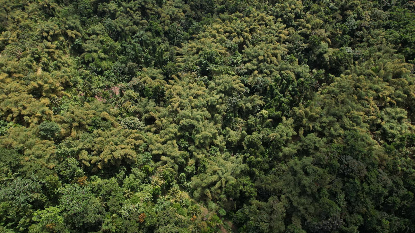 Fourteenth image of Boundbrook in Boundbrook, Portland, Jamaica - property is For Sale