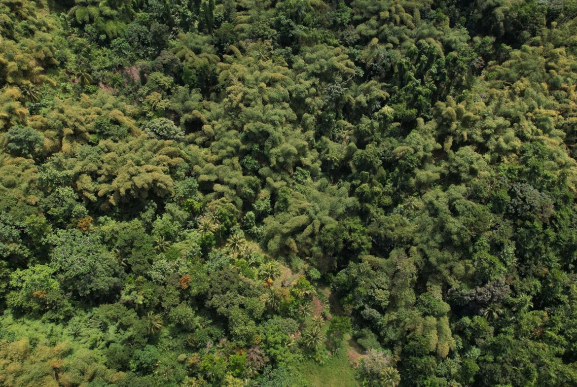 Fifteenth image of Boundbrook in Boundbrook, Portland, Jamaica - property is For Sale