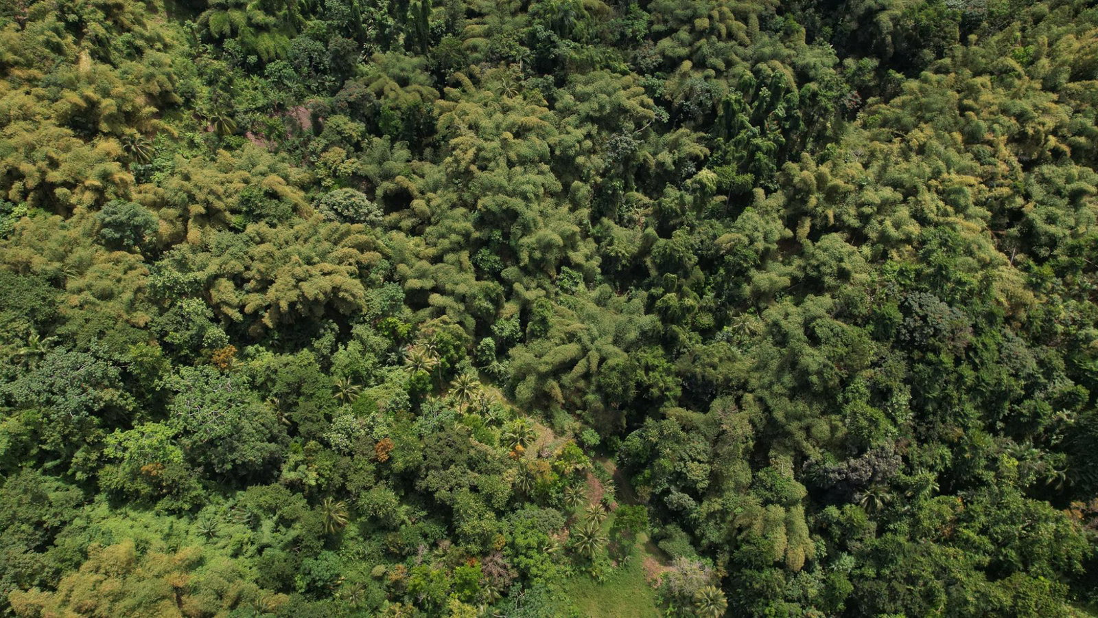 Fifteenth image of Boundbrook in Boundbrook, Portland, Jamaica - property is For Sale