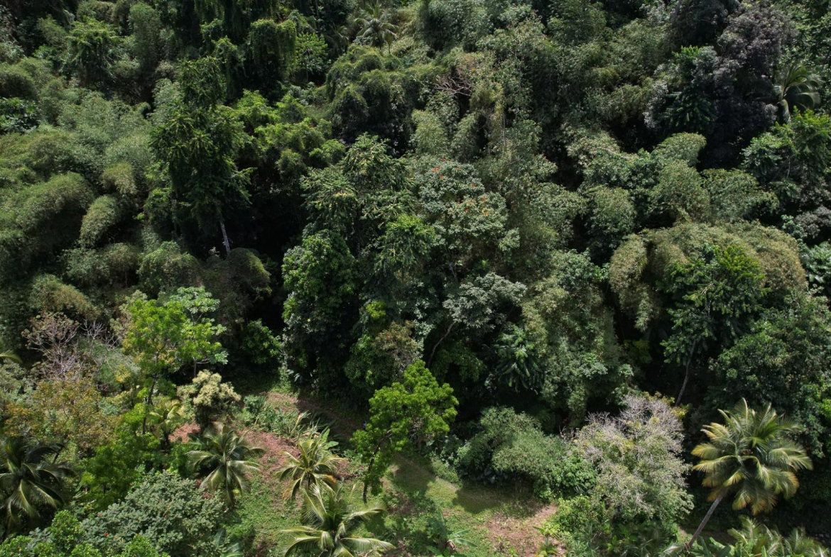 Sixteenth image of Boundbrook in Boundbrook, Portland, Jamaica - property is For Sale