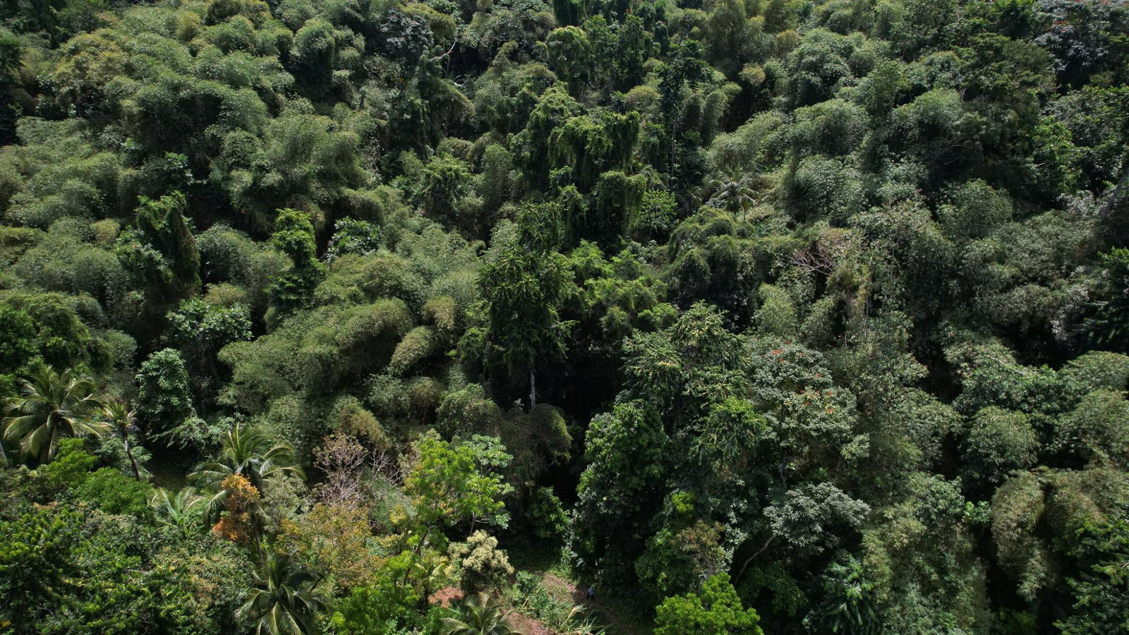 Seventeenth image of Boundbrook in Boundbrook, Portland, Jamaica - property is For Sale