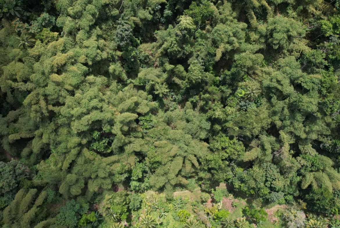 Eighteenth image of Boundbrook in Boundbrook, Portland, Jamaica - property is For Sale