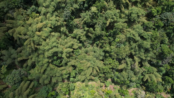 Eighteenth image of Boundbrook in Boundbrook, Portland, Jamaica - property is For Sale