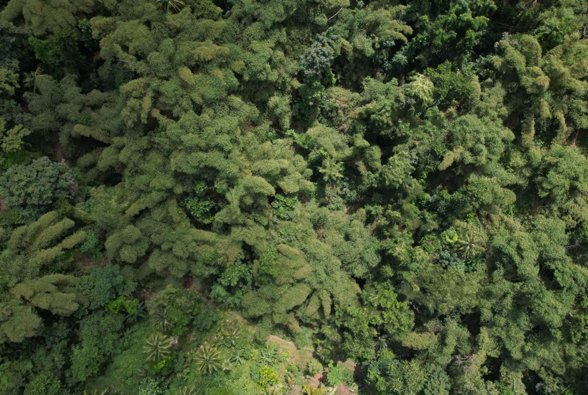 Nineteenth image of Boundbrook in Boundbrook, Portland, Jamaica - property is For Sale