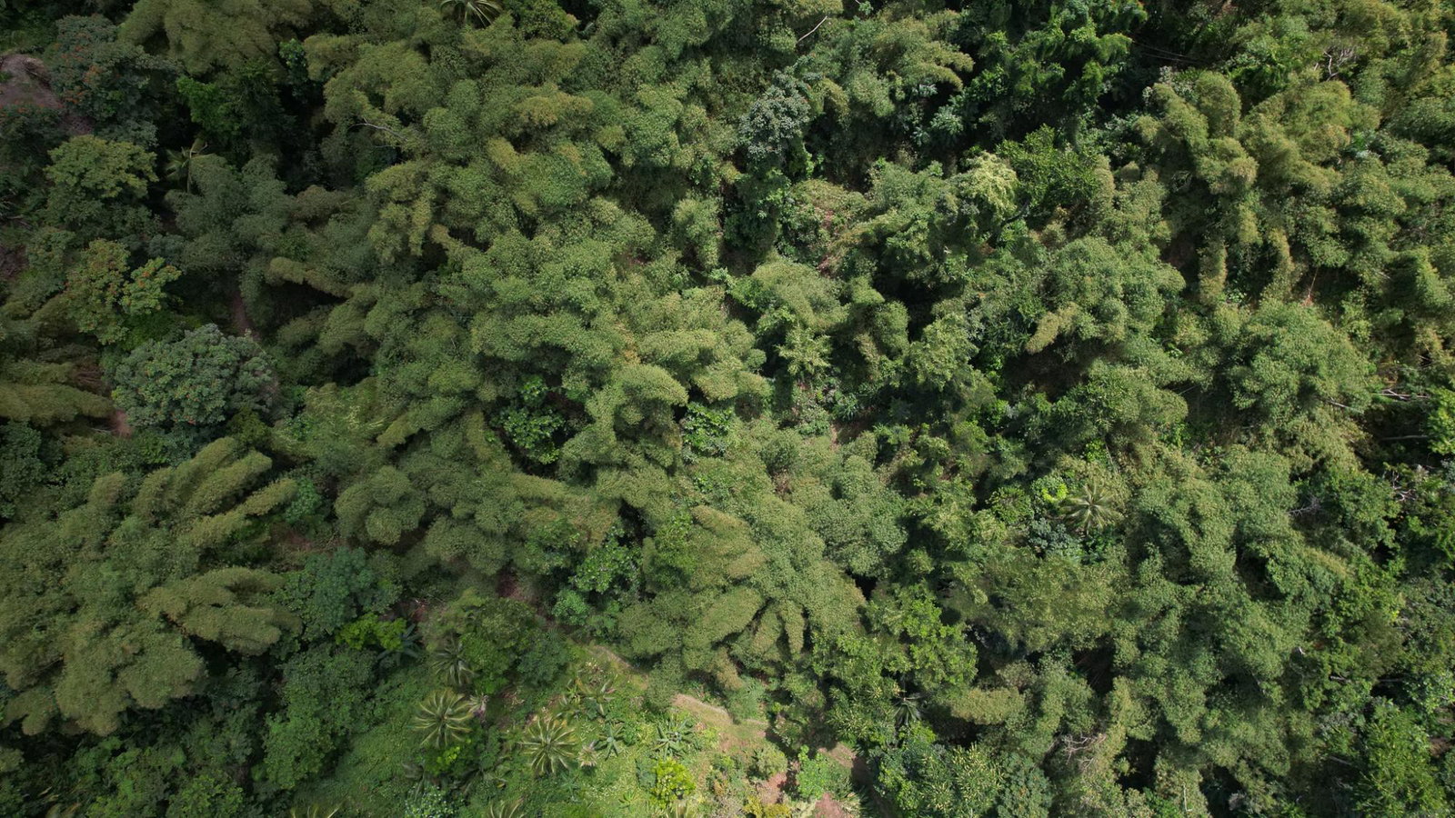 Nineteenth image of Boundbrook in Boundbrook, Portland, Jamaica - property is For Sale