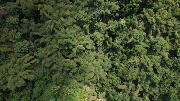 Nineteenth image of Boundbrook in Boundbrook, Portland, Jamaica - property is For Sale