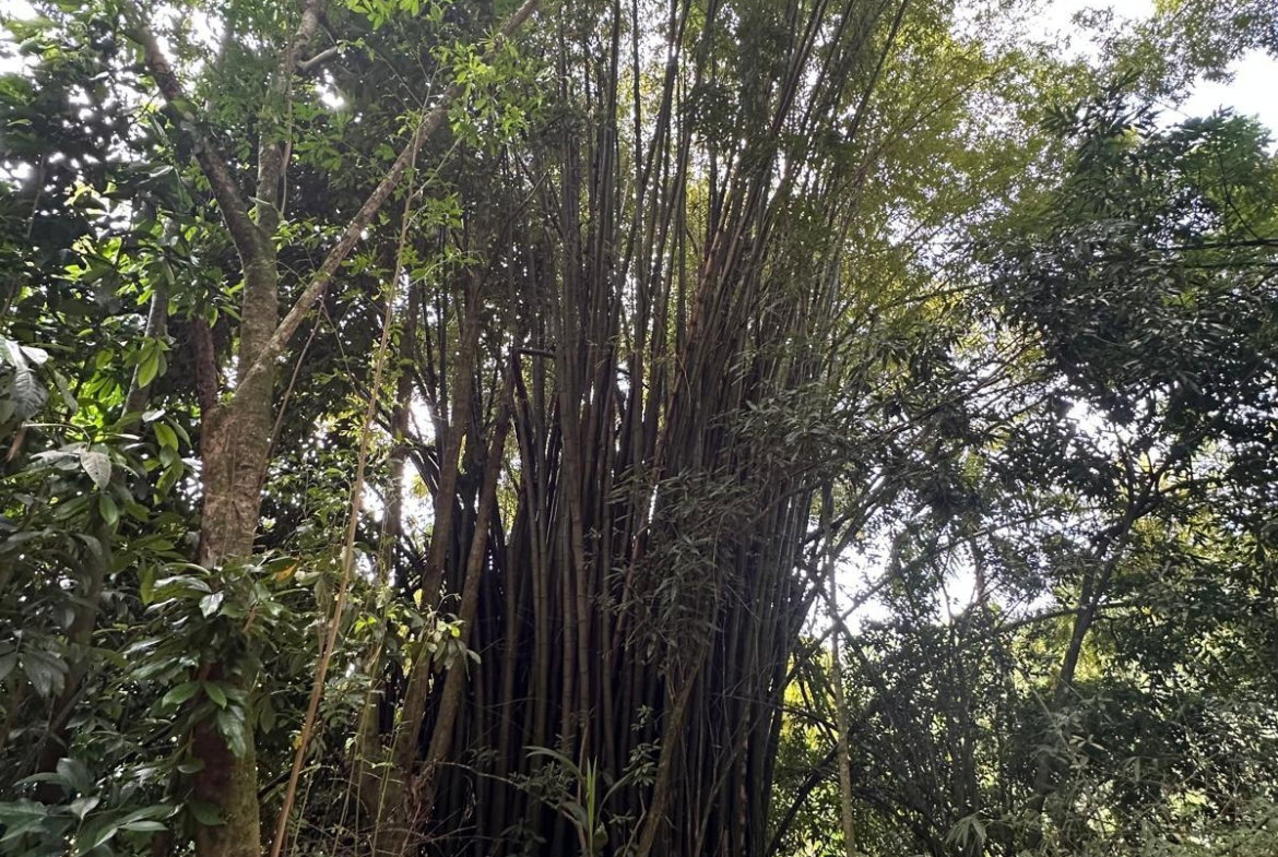 Third image of Boundbrook in Boundbrook, Portland, Jamaica - property is For Sale