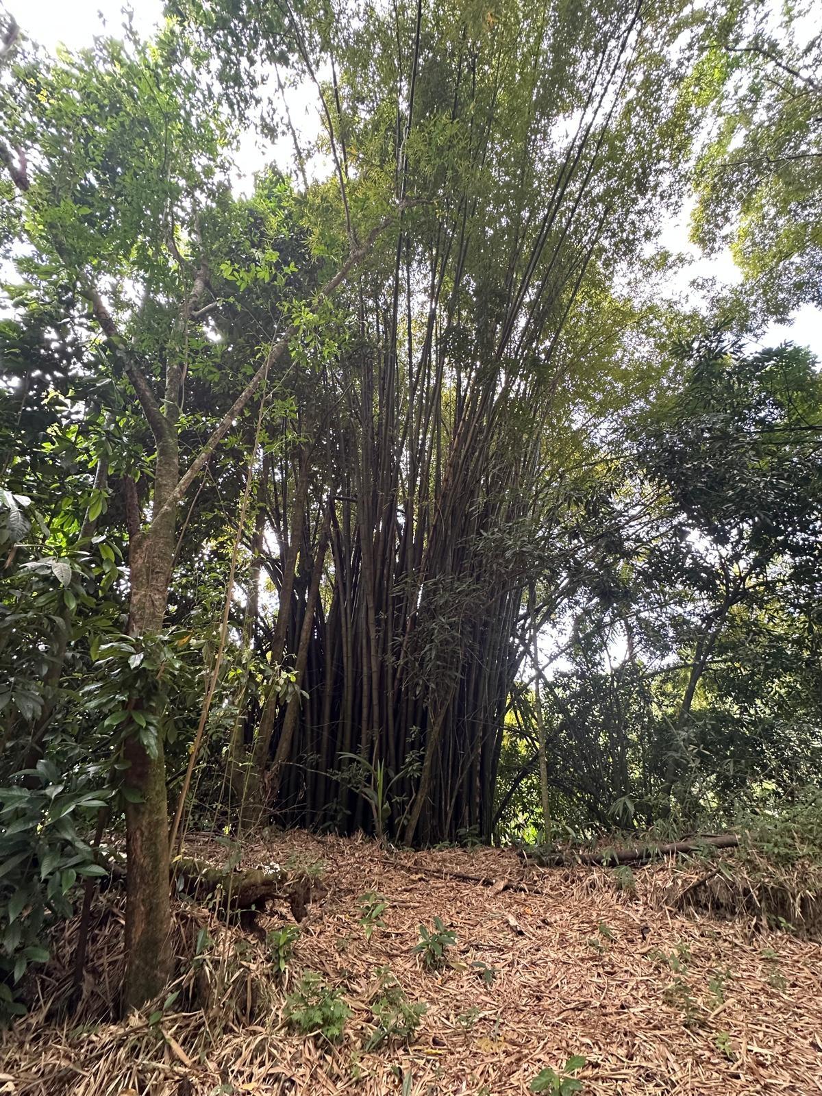 Third image of Boundbrook in Boundbrook, Portland, Jamaica - property is For Sale