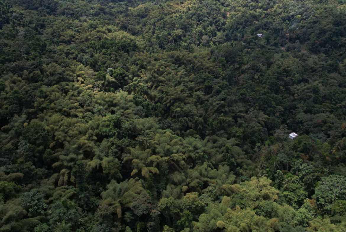 Twenty-Third image of Boundbrook in Boundbrook, Portland, Jamaica - property is For Sale