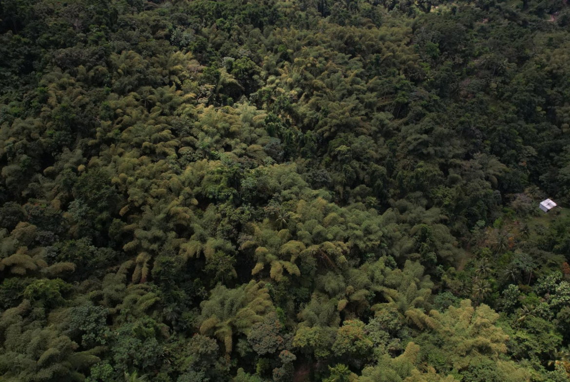 Twenty-Fourth image of Boundbrook in Boundbrook, Portland, Jamaica - property is For Sale