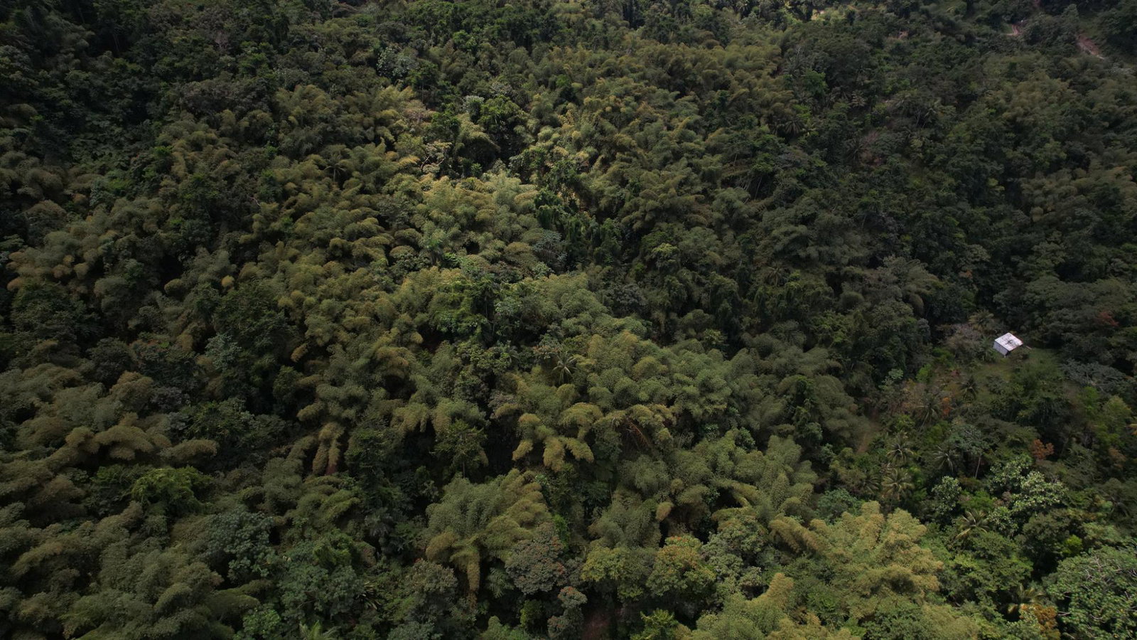 Twenty-Fourth image of Boundbrook in Boundbrook, Portland, Jamaica - property is For Sale