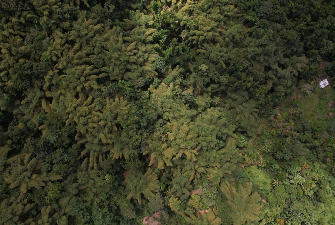 Twenty-Fifth image of Boundbrook in Boundbrook, Portland, Jamaica - property is For Sale