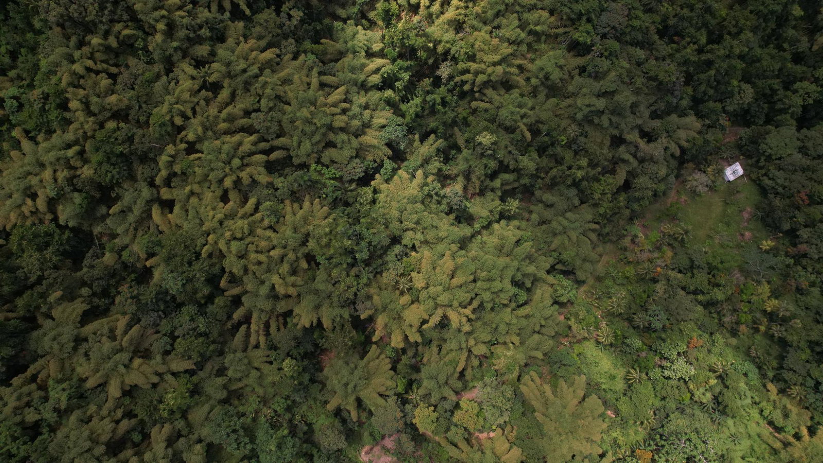 Twenty-Fifth image of Boundbrook in Boundbrook, Portland, Jamaica - property is For Sale