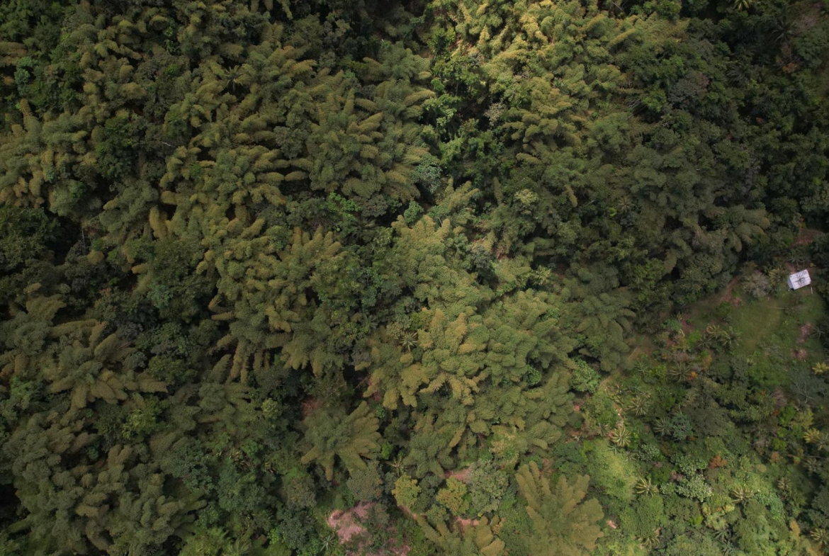 Twenty-Sixth image of Boundbrook in Boundbrook, Portland, Jamaica - property is For Sale