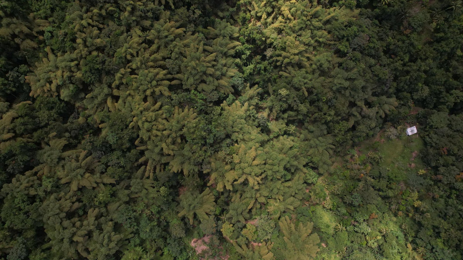 Twenty-Sixth image of Boundbrook in Boundbrook, Portland, Jamaica - property is For Sale